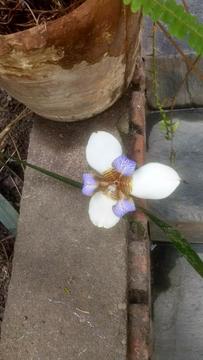 Orquídea de Un Dia