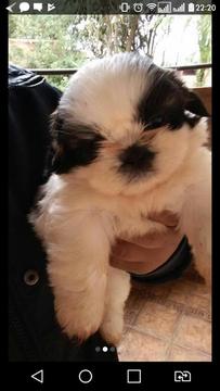 Vendo O Permuto Shitzu