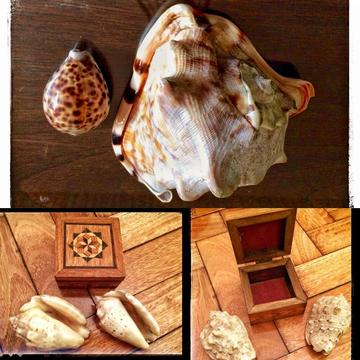 Caracoles Marinos de Colecciòn Bellos con cajita madera decorativa