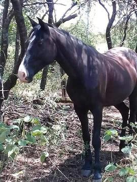 Vendo O Permuto Yegua