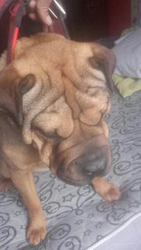 Bella Cachorra Sharpei